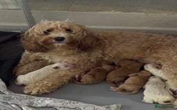 Mixed Breed dogs for sale: Cavapoo X Shihpoo puppies for sale - Image 15