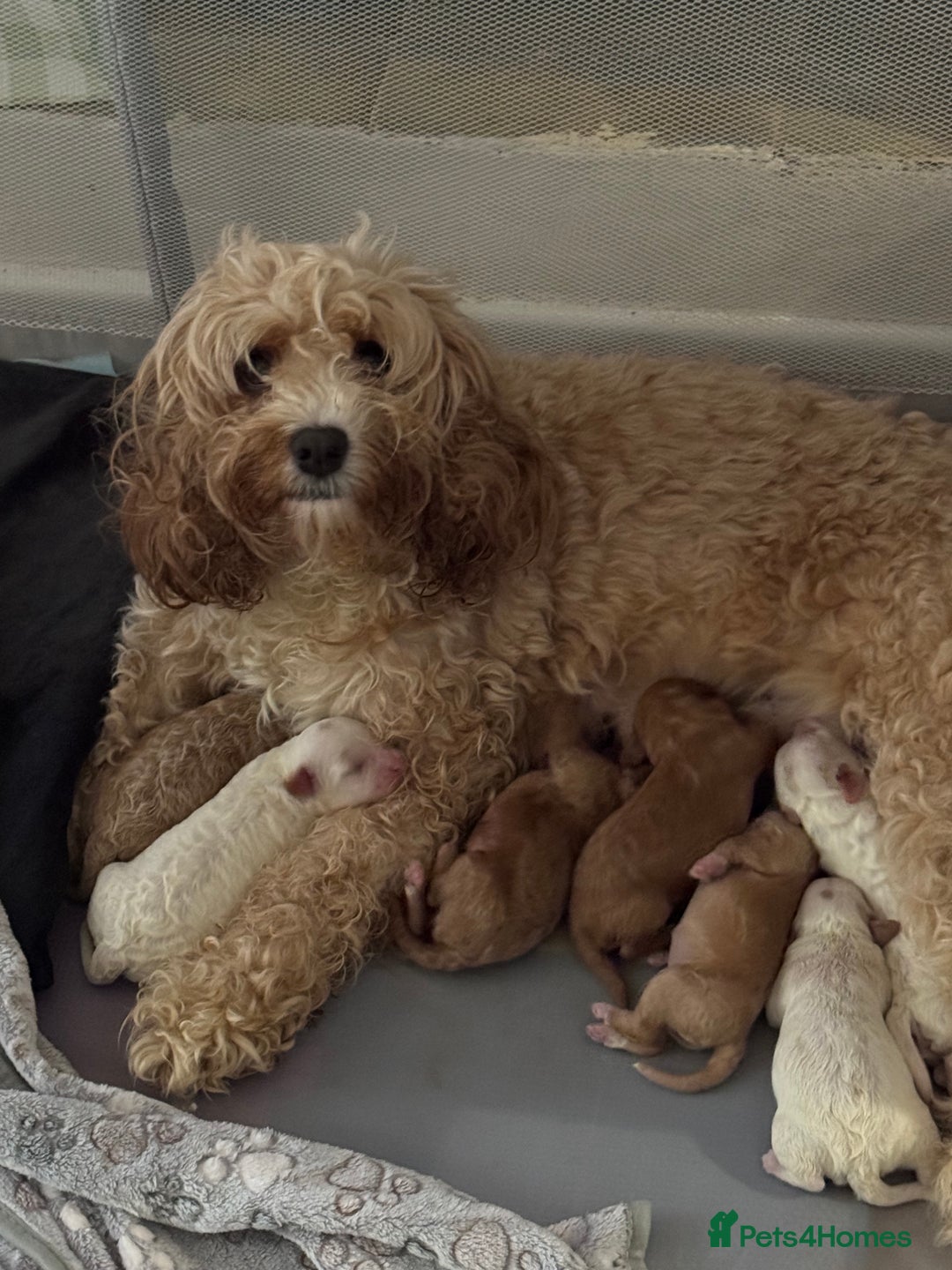 Mixed Breed dogs for sale: Cavapoo X Shihpoo puppies for sale - Image 15