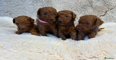 Toy Poodle dogs - Advert 5