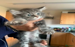 Mixed Breed cats for sale: 3 male 2 female kittens - Image 7