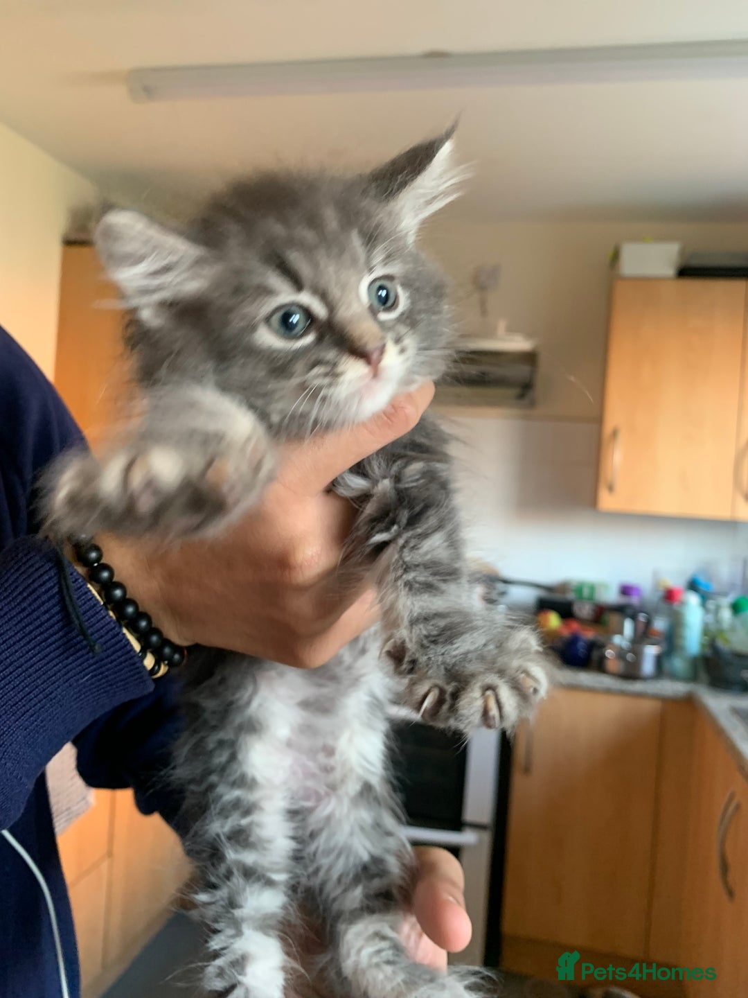 Mixed Breed cats for sale: 3 male 2 female kittens - Image 7