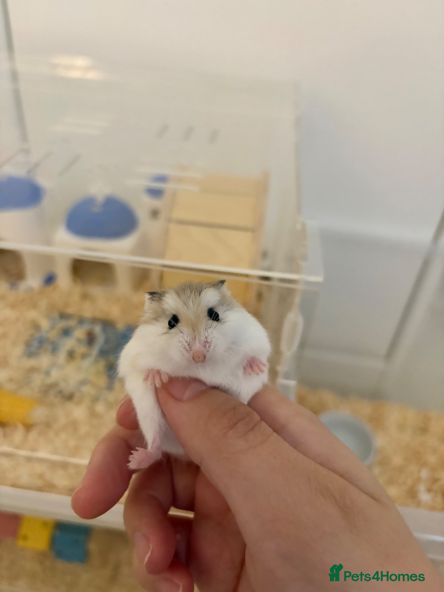 Hamster rodents 🐹 25-Day-Old Roborovski Dwarf Hamster 🐹 - Advert 1