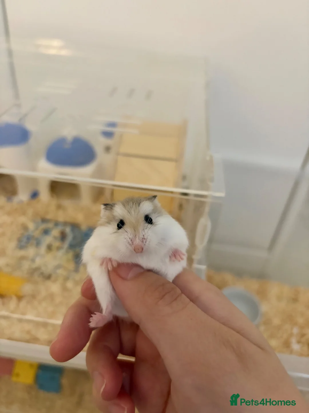Hamster rodents for sale: 🐹 25-Day-Old Roborovski Dwarf Hamster 🐹 - Advert 1