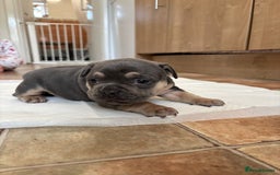 Mixed Breed dogs for sale: French bulldog cross pocket bully puppies  - Image 11
