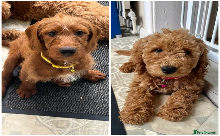 Goldendoodle dogs in Brough - Advert 3