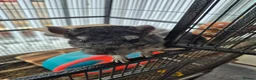 Chinchilla rodents for sale: Gucci chinchilla  in Bilston - Advert 4