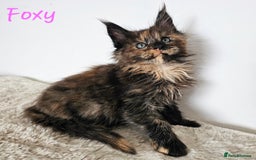 Maine Coon cats for sale: Beautiful Maine Coon kittens - Image 9