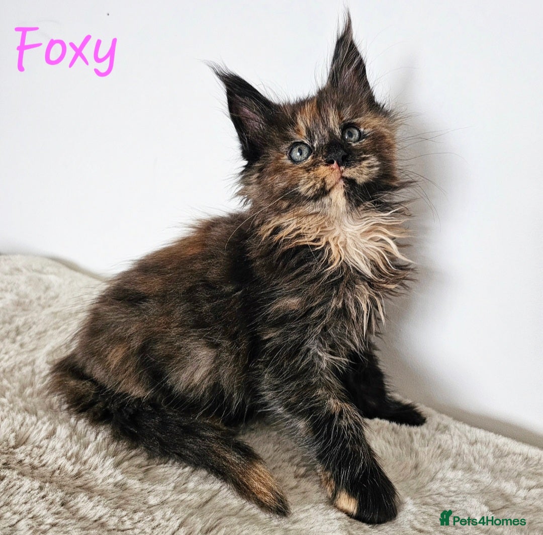 Maine Coon cats for sale: Beautiful Maine Coon kittens - Image 9