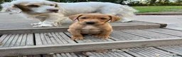 Labrador Retriever dogs for sale: Beautiful fox reds - Advert 6