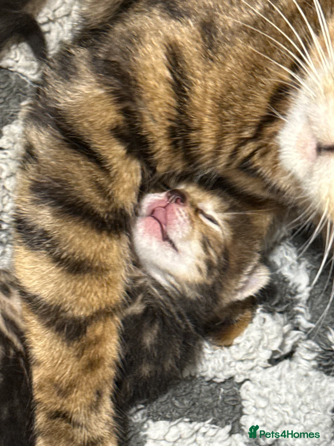 Bengal cats for sale: 3 Beautiful unique Bengal Babies  - Advert 16