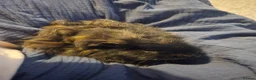Guinea Pig rodents for sale: Pair of male brother guinea pigs - Advert 9