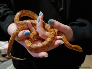 Corn Snake reptiles for sale: FREE corn snake and vivarium! - Advert 1