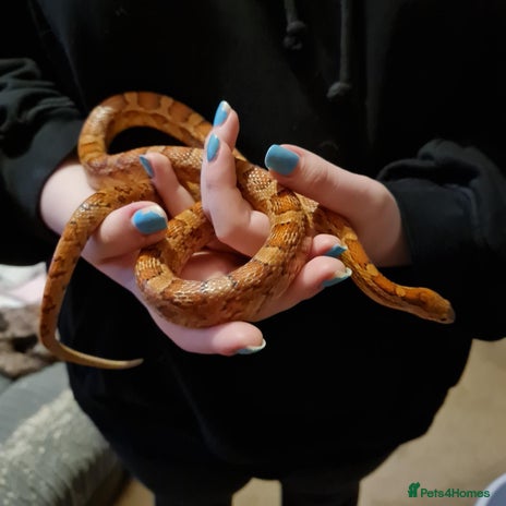 Corn Snake reptiles FREE corn snake and vivarium! - Advert 1