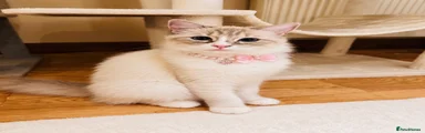 Ragdoll 2