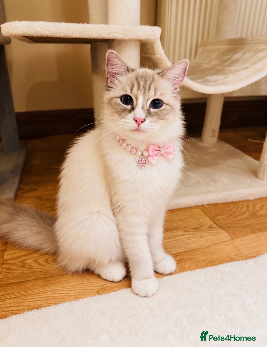 Ragdoll cats for sale: 💕Two beautiful GCCF ragdolls 💕 - Advert 5