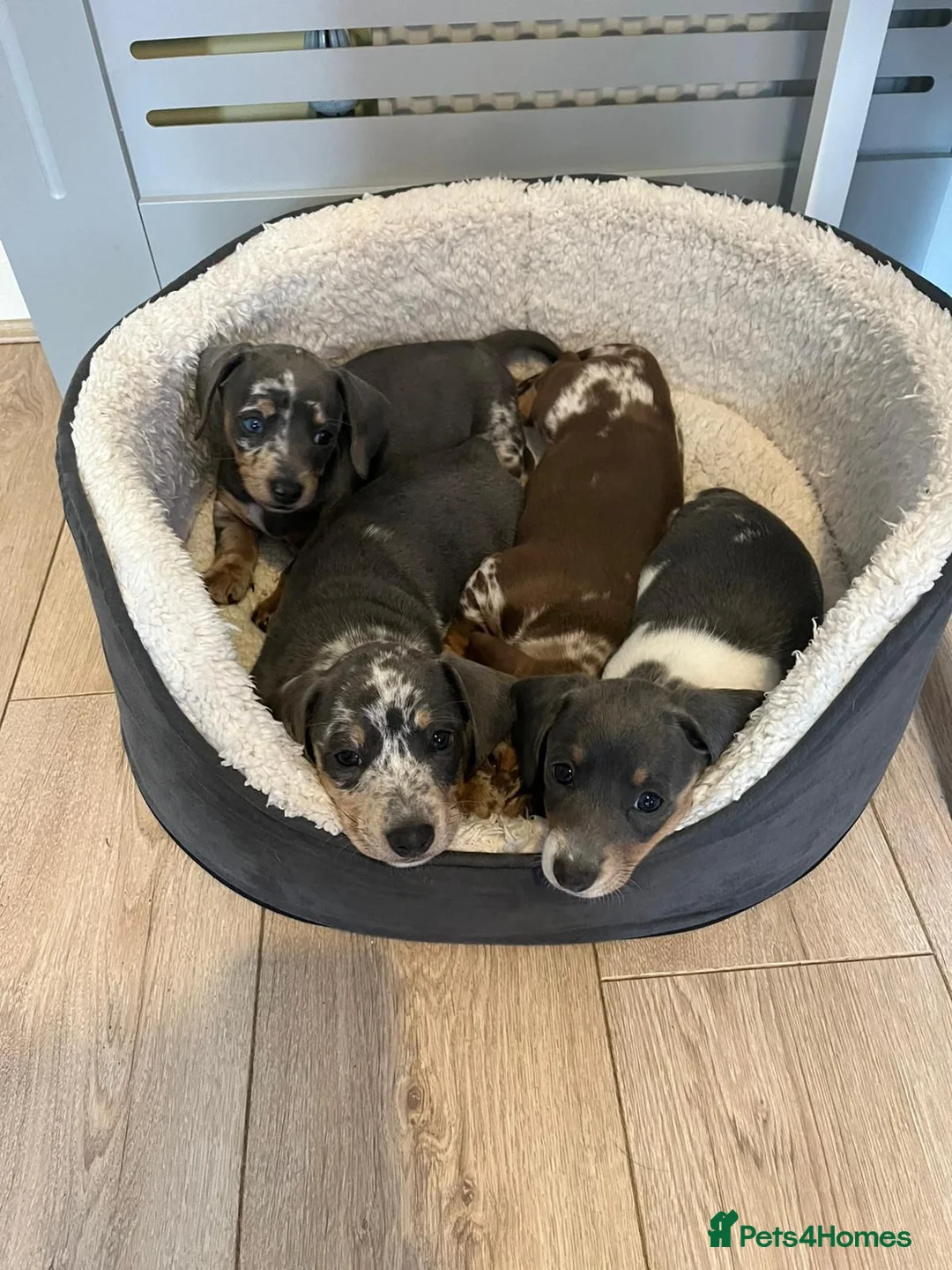 Miniature Dachshund dogs for stud: **RogueRoyales Hennessy** PRA Clear Isabella & Tan in Wolverhampton - Advert 29