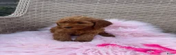 Cockapoo dogs for sale: Beautiful Cockapoo Puppies Available! 🐾 in Stoke-on-Trent - Advert 8