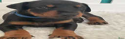 Dobermann dogs for sale: KC Reg Doberman - Health tested parents - Advert 1