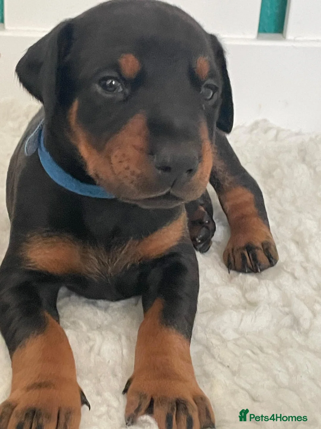 Dobermann dogs for sale: KC Reg Doberman - Health tested parents - Advert 1