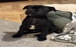 Staffordshire Bull Terrier dogs for sale: Staffordshire Bull Terrier Black Female  - Image 1