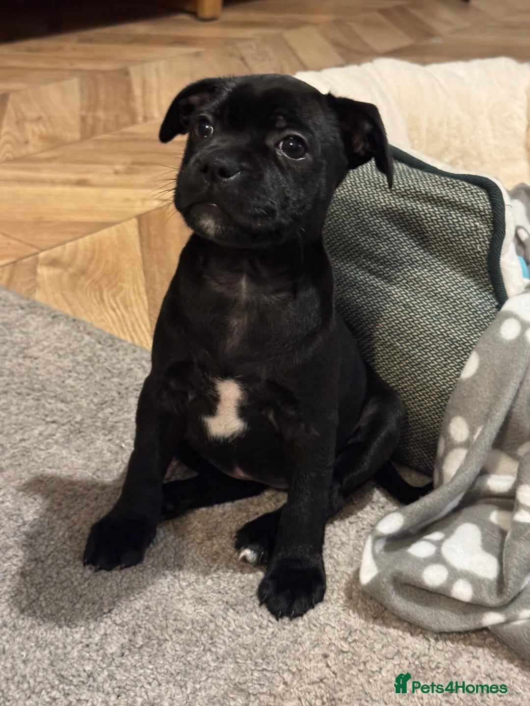 Staffordshire Bull Terrier dogs for sale: Staffordshire Bull Terrier Black Female  - Image 1