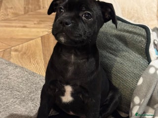 Staffordshire Bull Terrier dogs for sale - Advert 1