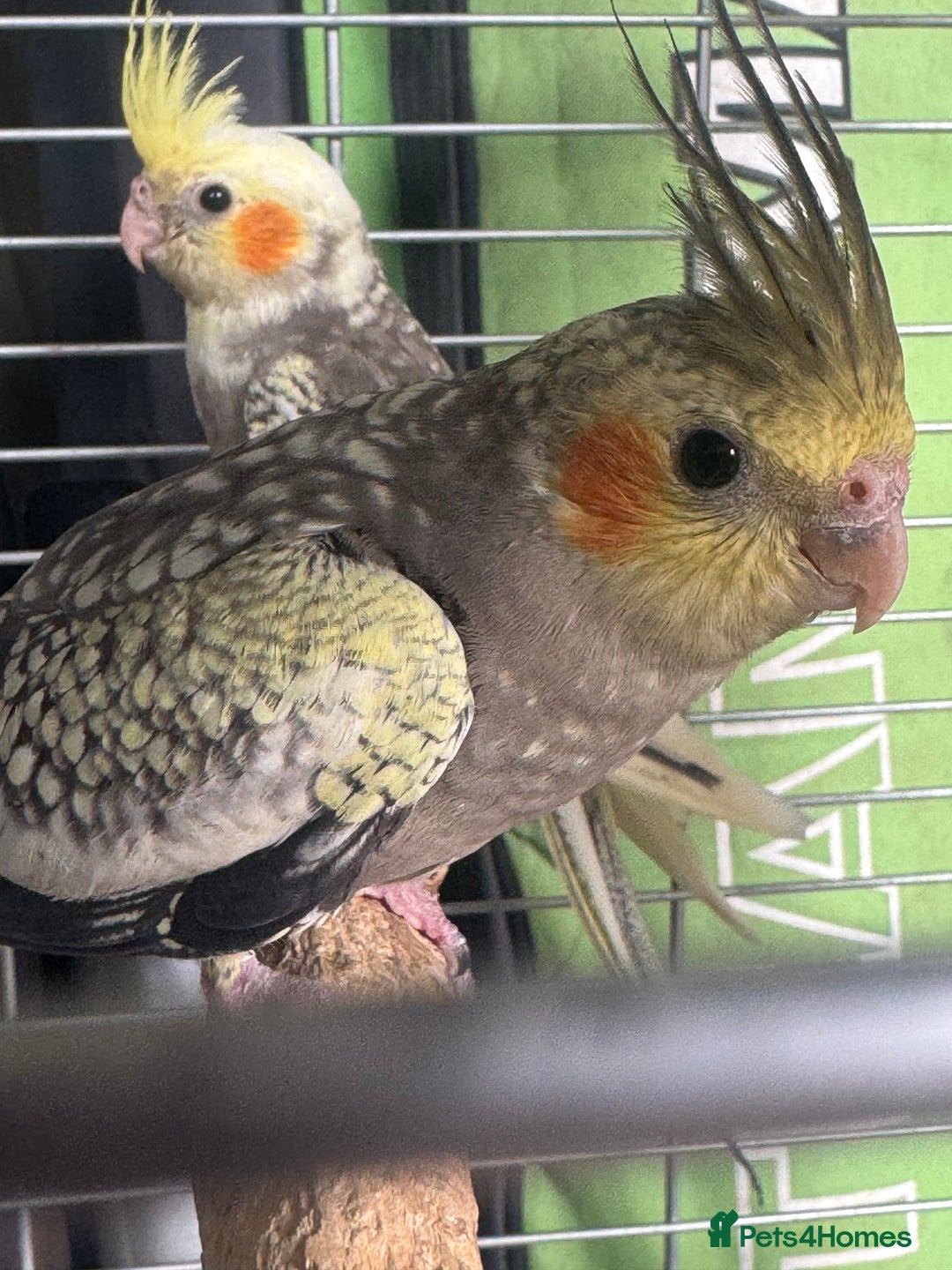 Cockatiels birds for sale: Baby cockatiels  - Image 1