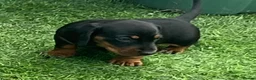 Miniature Dachshund dogs for sale: Mini dachshund boy in Coventry - Advert 16