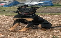 Mixed Breed dogs for sale: Dutch/german Shepard  - Image 1