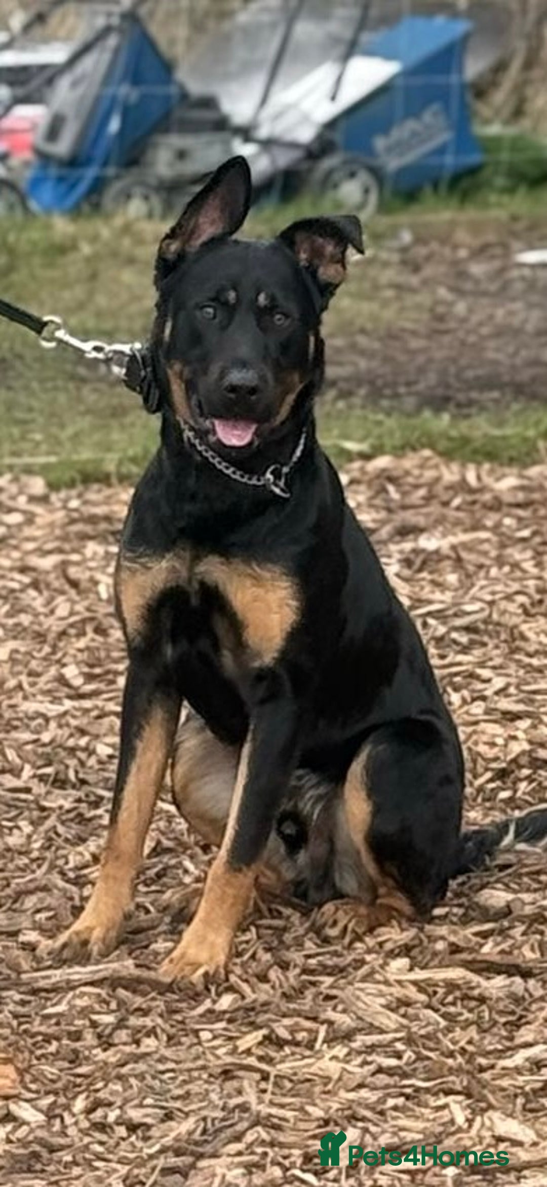 Mixed Breed dogs for sale: Dutch/german Shepard  - Image 1
