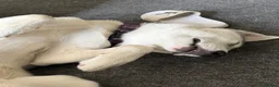 Siberian Husky dogs for sale: Siberian Huskies- Mum 4years & Daughter 10monts  - Advert 29
