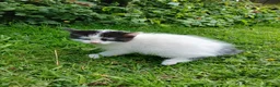 Mixed Breed cats for sale: Cute fluffy little kitten - Advert 12