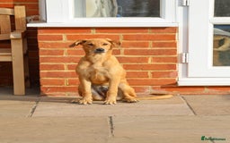 Mixed Breed dogs for adoption: Soft sweet Sophia - Image 12