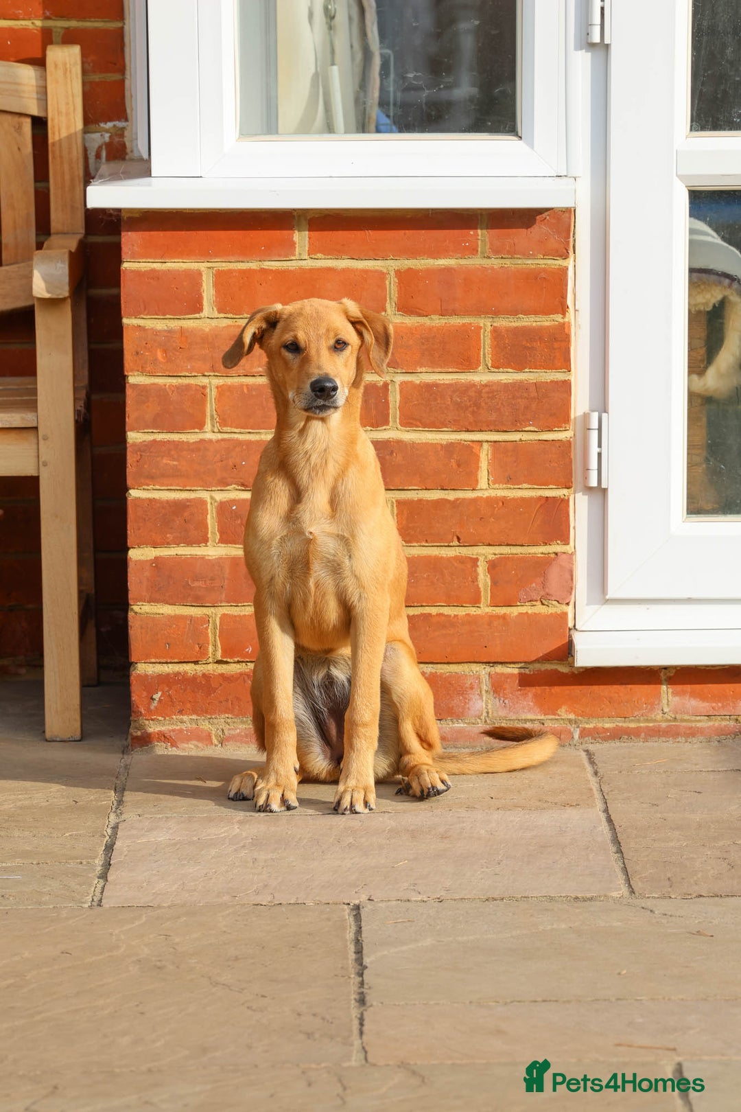 Mixed Breed dogs for adoption: Soft sweet Sophia - Image 12