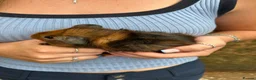 Guinea Pig rodents for sale: Male Guinea pig  in Tamworth - Advert 3