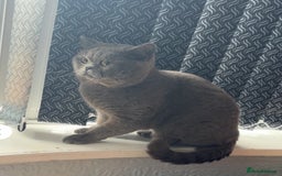 British Shorthair cats for sale: British short hair couple  - Image 1