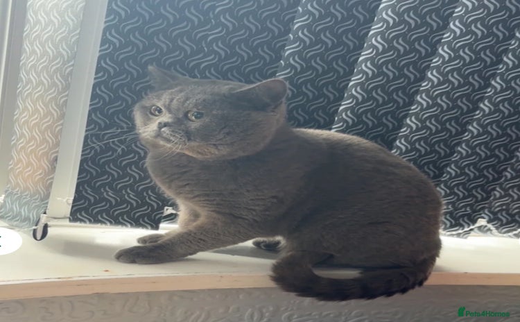British Shorthair cats - Advert 7