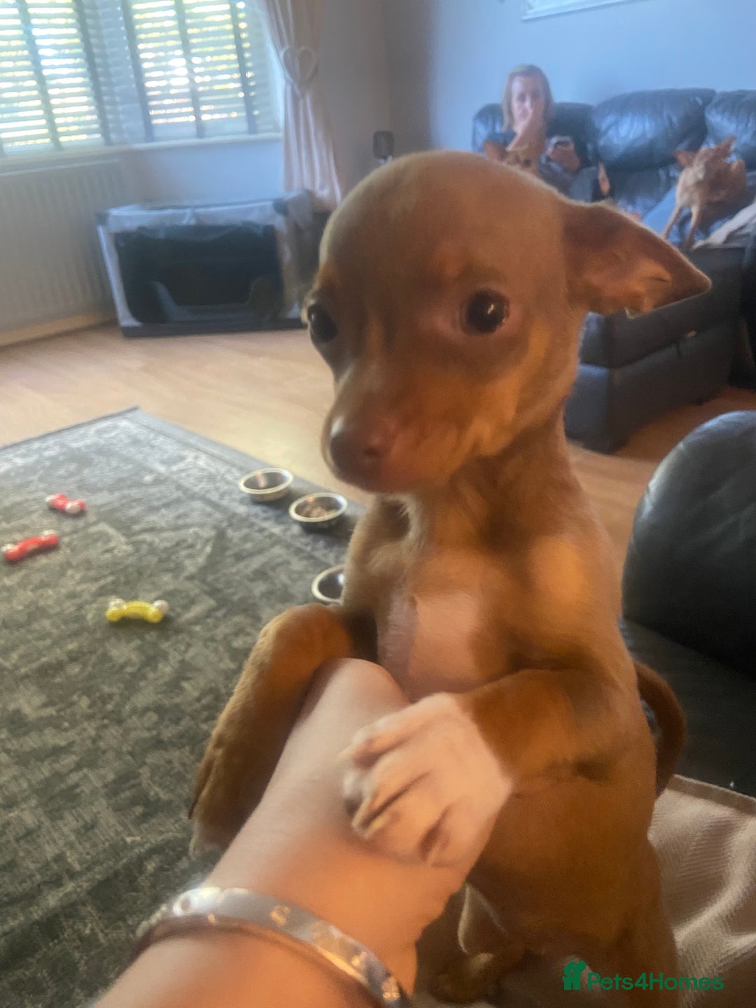 Chihuahua dogs for sale: 3 chihuahua pups 1 female 2 male - Image 12
