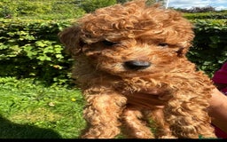Toy Poodle dogs for sale:  High Quality KC Registered Red Toy Poodle Puppies - Image 2