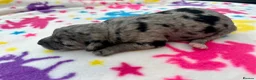 Schnoodle dogs for sale: F1B Stunning Merle Schnoodle  - Advert 4