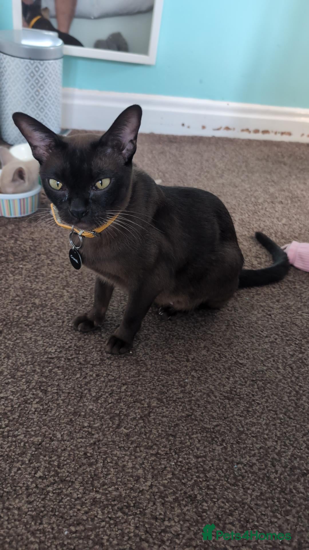 Burmese cats 2 beautiful girls wanting their forever homes - Advert 1