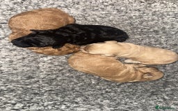 Cockapoo dogs for sale: Toy cockapoo  - Image 10