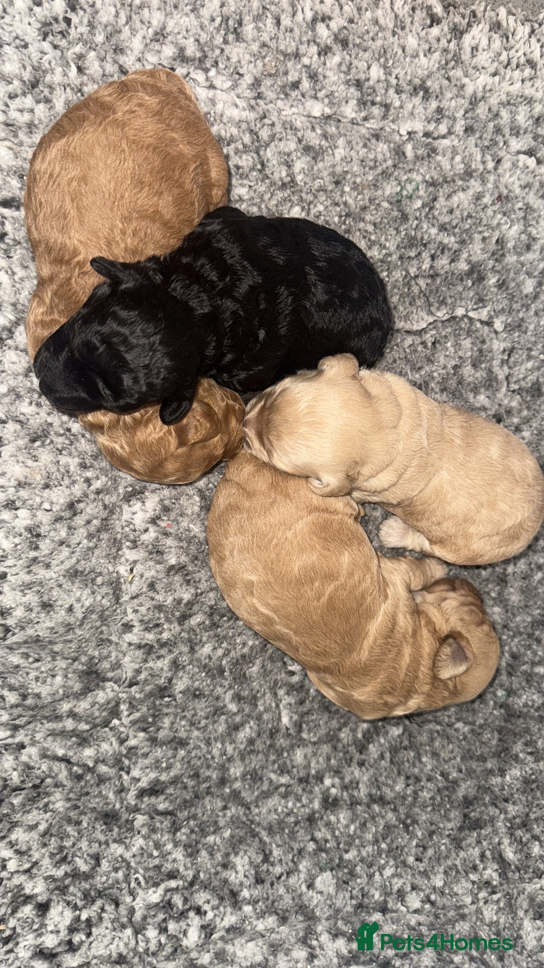 Cockapoo dogs for sale: Toy cockapoo  - Image 10