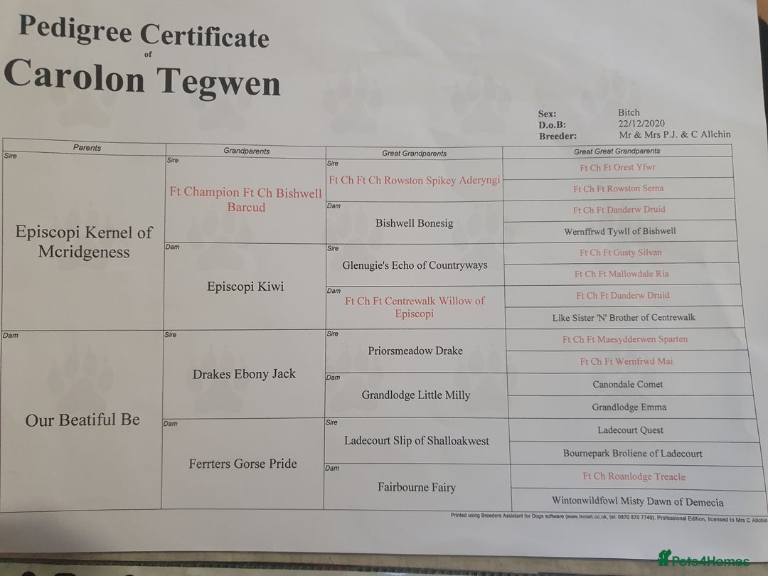 Cocker Spaniel dogs for sale: KC Registered Working Cocker Spaniel  - Advert 2