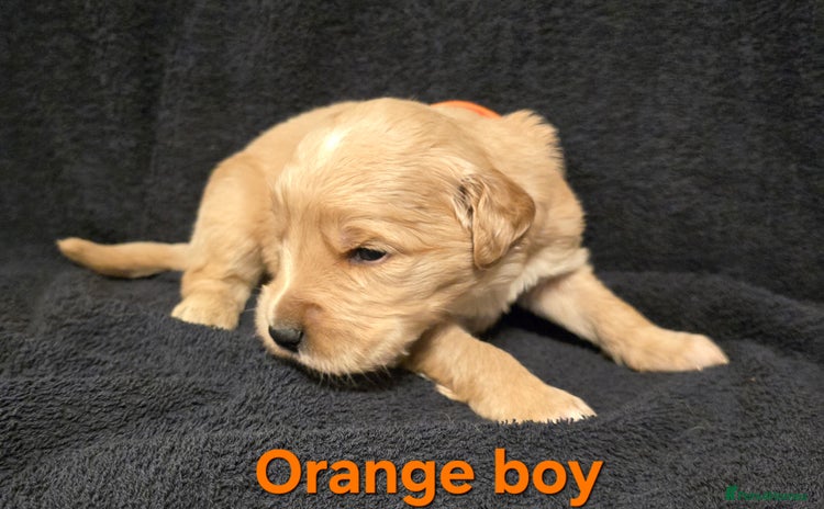 Goldendoodle dogs - Advert 11