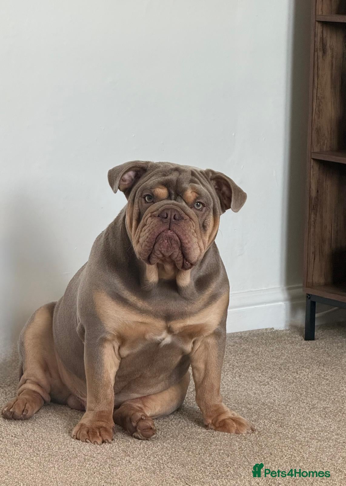 English Bulldog dogs for sale: Our stunning boy Stanley is available  - Advert 11