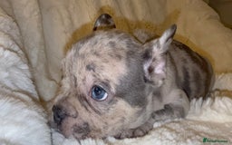 French Bulldog dogs for sale: Lilac blue eyed litter of 6. DWKC registered  - Image 1