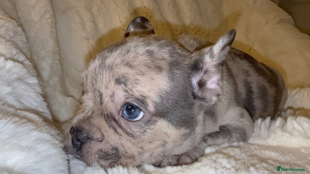 French Bulldog dogs for sale: Lilac blue eyed litter of 6. DWKC registered  - Image 1