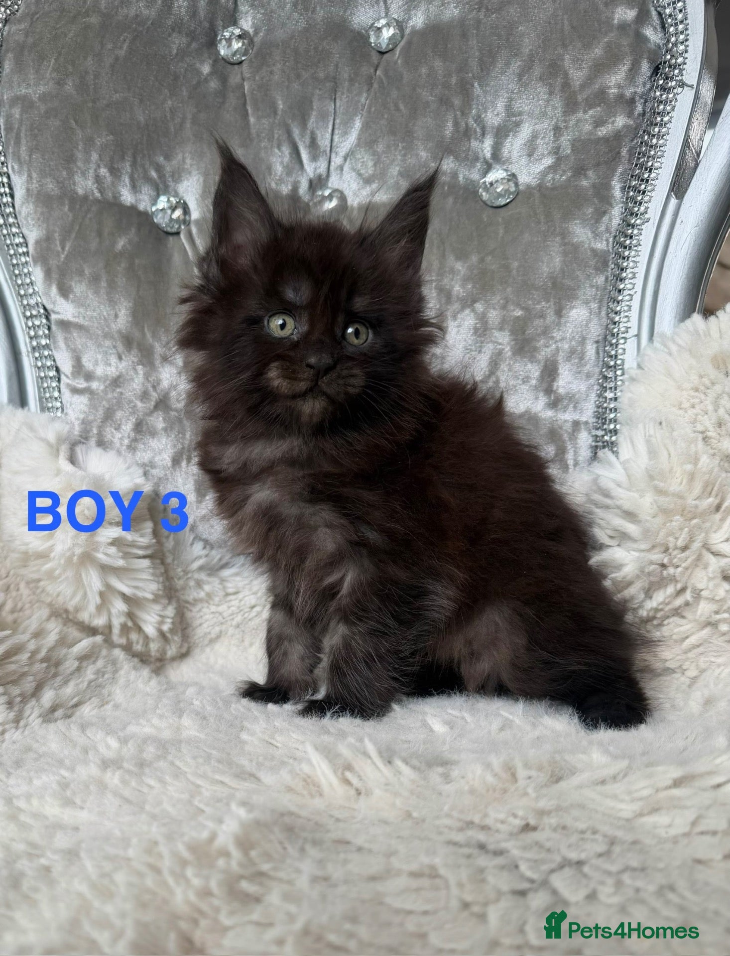Maine Coon cats ONLY 2 LEFT SHOW QUALITY MAINE COON KITTENS - Advert 8