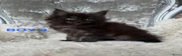 Maine Coon cats for sale: ONLY 2 LEFT SHOW QUALITY MAINE COON KITTENS - Advert 5